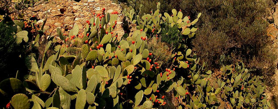 Paesaggio con fichi d'India  -  Foto: Marcello Lattari