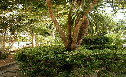 Residence : dracena